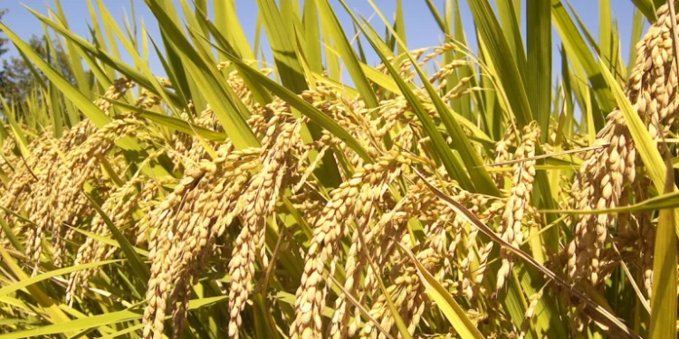 गुल्मीमा धान उत्पादनको क्षेत्रफल घट्दै