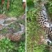 धादिङको थाक्रेमा एकैदिन ३ वटा चितुवा मृत भेटियो