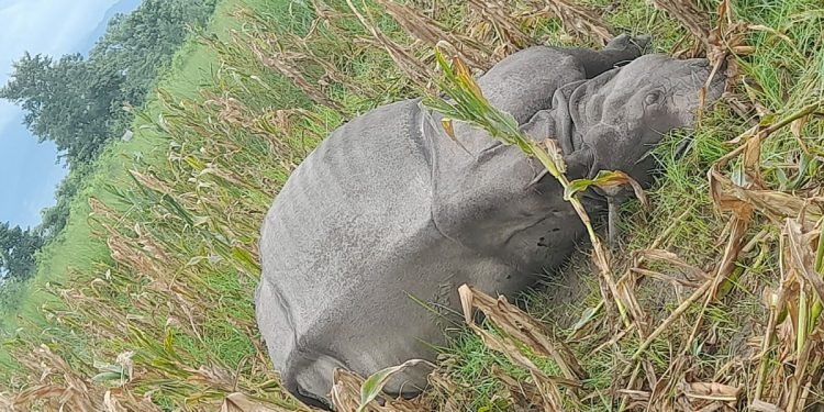 विद्युतीय धरापमा परी गैँडा मरेको पुष्टि