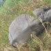 विद्युतीय धरापमा परी गैँडा मरेको पुष्टि