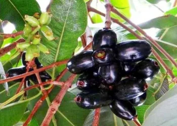 मधुमेहका रोगीलाई फाइदा पु-याउने जामुन