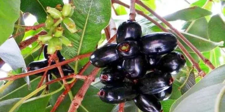 मधुमेहका रोगीलाई फाइदा पु-याउने जामुन