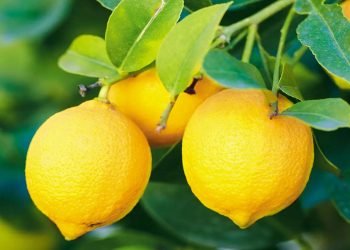 कागतीः छाला सुन्दर बनाउनेदेखि स्फूर्ति बढाउन उपयोगी