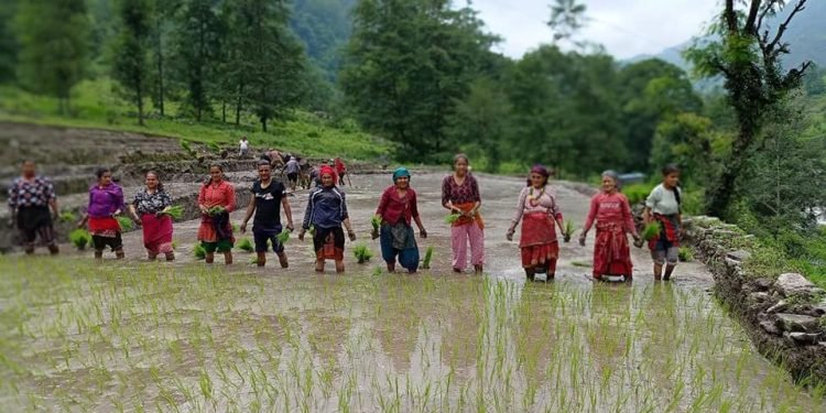 मुलुकभर ३८ प्रतिशत रोपाइँ सम्पन्न