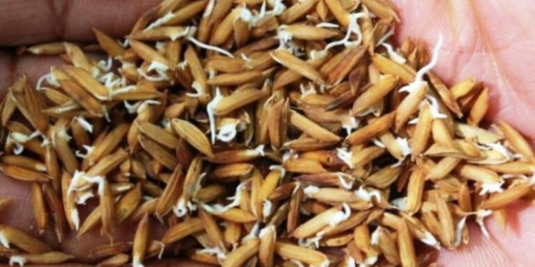 रैथाने प्रजातीका वनस्पतिको संरक्षण गरिँदै