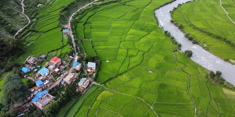 हिमा नदी र मार्सी धान खेती