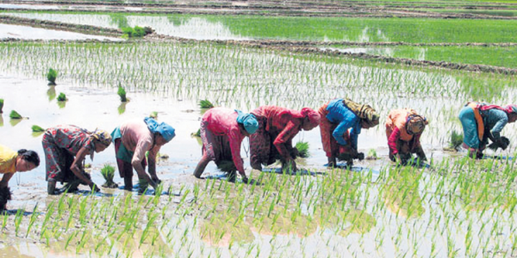 चितवनमा रोपार पाउनै मुस्किल