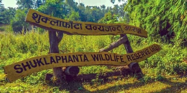 शुक्लाफाँटा निकुञ्जले दुलर्भ सुनौलो तोपको गणना गर्दै
