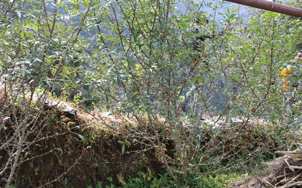 म्याग्दीका किसान टिम्मुरखेतीतर्फ आकर्षित