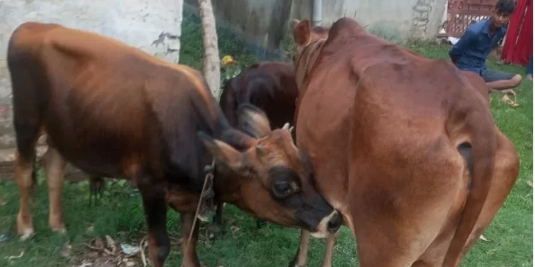 भारत लान लागिएका ९ गाईसहित तस्कर प्रहरीको नियन्त्रणमा