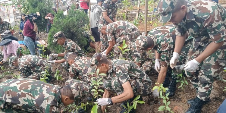 विश्व सम्पदास्थल स्वयम्भूमा वृक्षारोपण