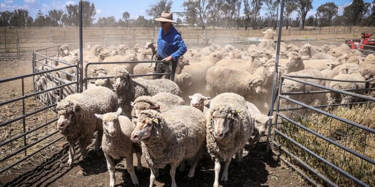 अस्ट्रेलियाले भेडा निर्यात गर्न लगायो रोक