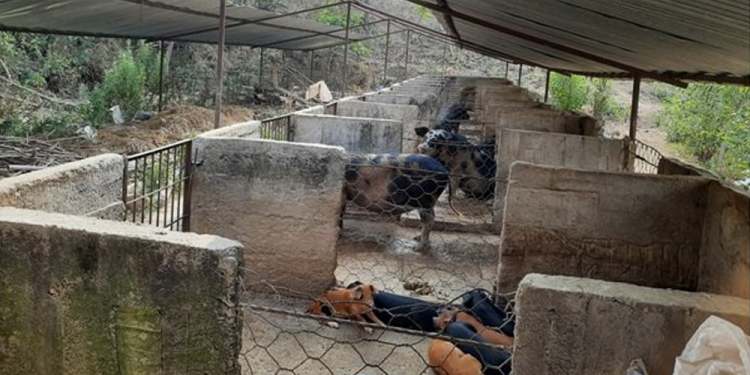 बङ्गुर, बाख्रा र कुखुरापालनबाट आकर्षक आर्जन