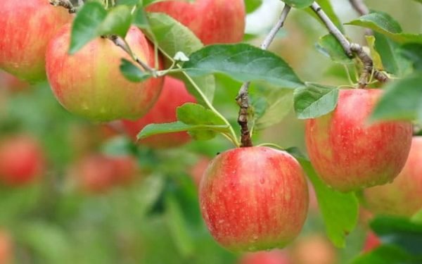 भदौ ५ अगावै स्याउ नटिप्न आग्रह