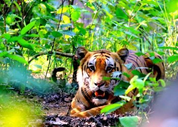बर्दिया राष्ट्रिय निकुञ्जमा पाटेबाघको सङ्ख्या एक सय २५ पुग्यो