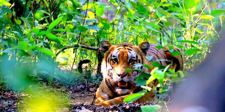 बर्दिया राष्ट्रिय निकुञ्जमा पाटेबाघको सङ्ख्या एक सय २५ पुग्यो