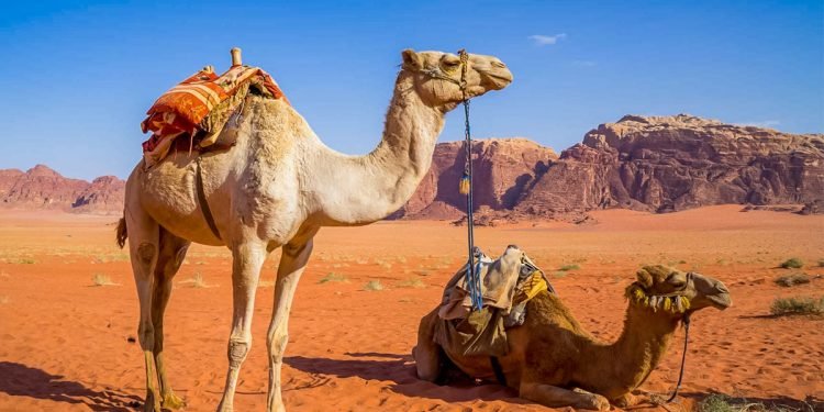 मरुभूमिको जहाज ऊँट !