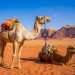 मरुभूमिको जहाज ऊँट !