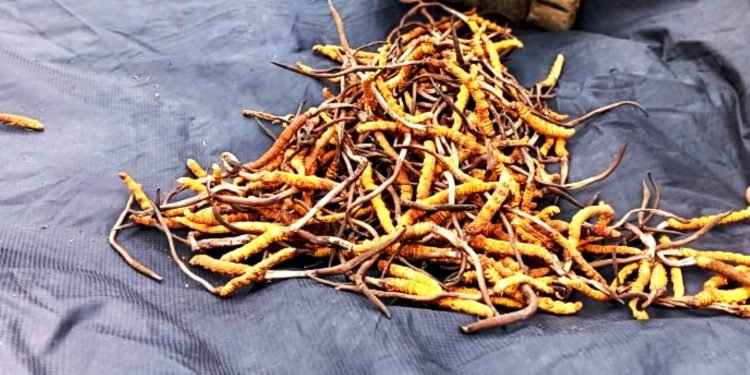 मनाङबाट ३२ किलो यार्सागुम्बा निकासी