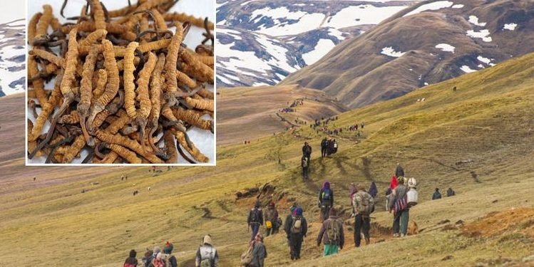 दार्चुलाबाट लक्ष्यभन्दा कम यार्सागुम्बा निकासी