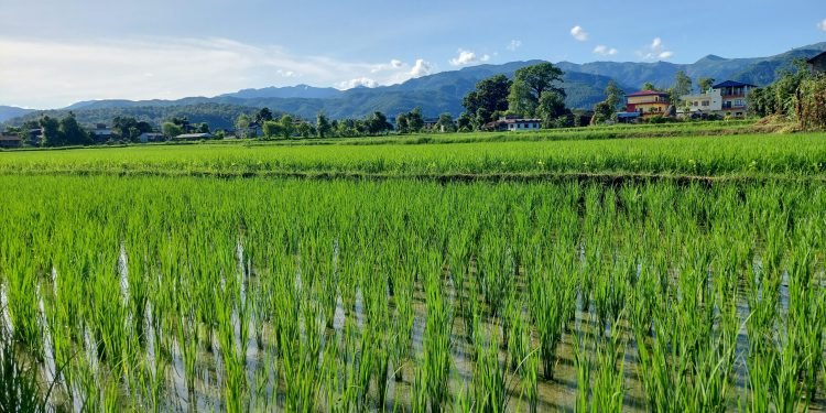 नवलपरासी पूर्वका अधिकांश स्थानमा सकियो रोपाइँ