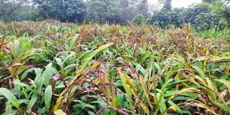 अलैँचीका बोट मासिँदै, मूल्य वृद्धि हुँदै