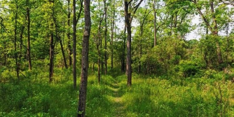 पर्सामा चार सय ६८ हेक्टर वन अतिक्रमणमाः जनशक्ति नहुँदा अनुगमन गर्न समस्या