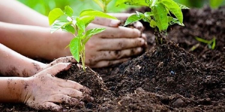 बेलडाँडीलाई चिनाउन बेलका बिरुवा रोपिँदै