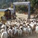 बोयर बोका र खरी जातको बाख्राको माग उच्च