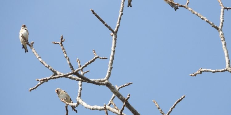 गुल्मीको रेसुङ्गा र मदानेमा भेटिए नयाँ प्रजातिका आठ चरा