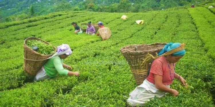 आमचोकको चौध सय रोपनीमा चियाखेती