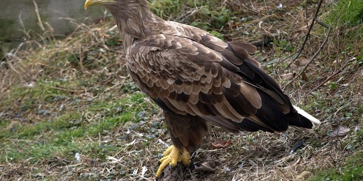 चील बारे केही रोचक तथ्यहरु