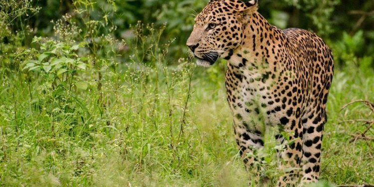 टीकापुरमा चितुवाको त्रास