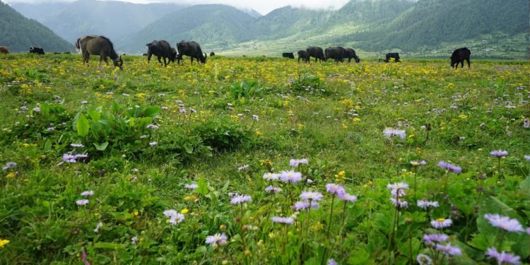 ढोरपाटनमा पाइने बुकीफूलको अभिलेखीकरण गरिँदै
