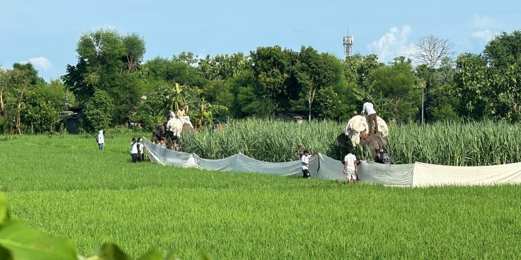 मान्छेलाई आक्रमण गर्ने बाघ खोज्न ड्रोन र हात्तीको प्रयोग