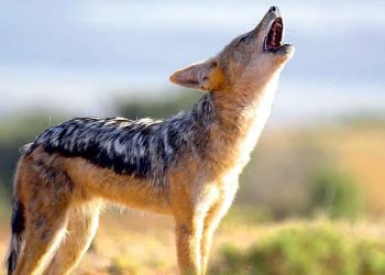 मानिसको साथी फ्याउरो