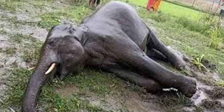 मोरङको बेलबारीमा हात्ती मृत भेटियो