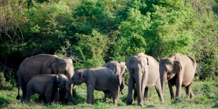 झापामा हात्तीको सङ्ख्या तेब्बर वृद्धि