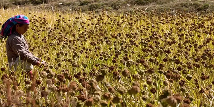 मुख्य बाली कोदोको उत्पादन घट्दै, माग बढ्दै