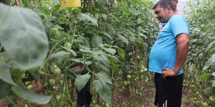 कृषिकर्मबाट स्वदेशमै मनग्य आम्दानी गरिरहेका प्यूठानका सन्तोष