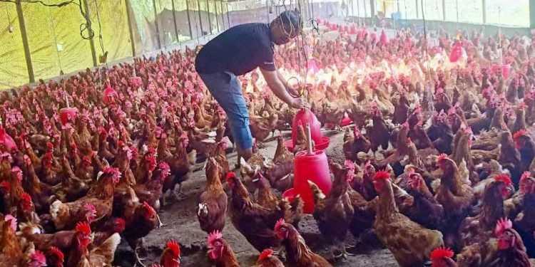 एक करोड ५० लाखको लगानीमा कुखुरापालन गर्दै उद्यमी शर्मा