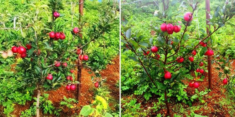 एकै वर्षमा स्याउ फलेपछि किसान उत्साहित
