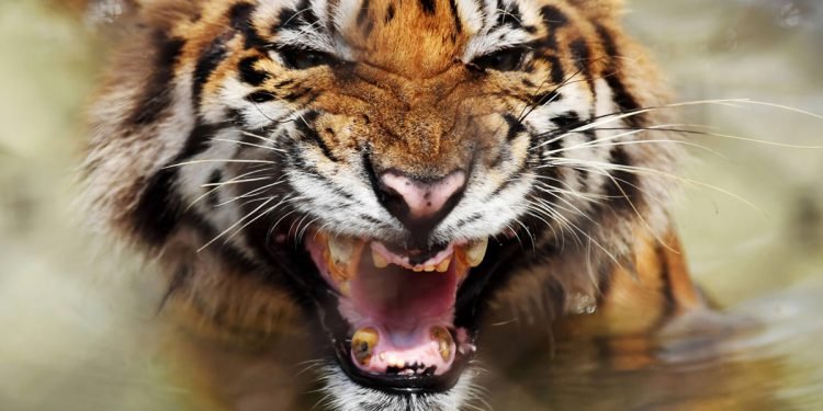 मानव-वन्यजन्तु द्वन्द्व बढ्दै, गत आर्थिक वर्ष ३४ जनाको मृत्यु