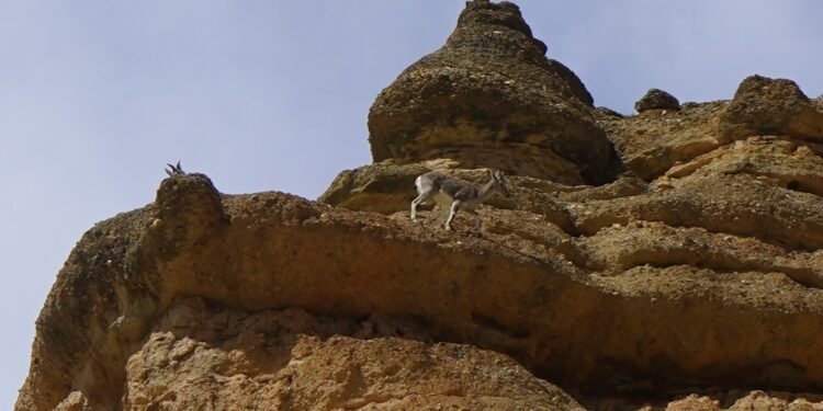 मुस्ताङमा वन्यजन्तुसँगै रमाउन थाले पर्यटक