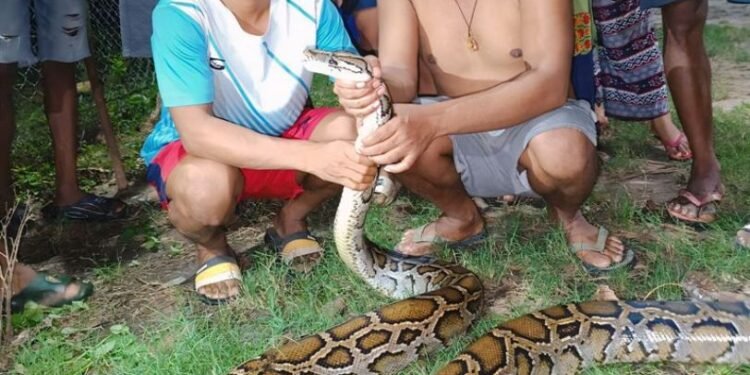 उखुबारीबाट अजिङ्गरको उद्धार