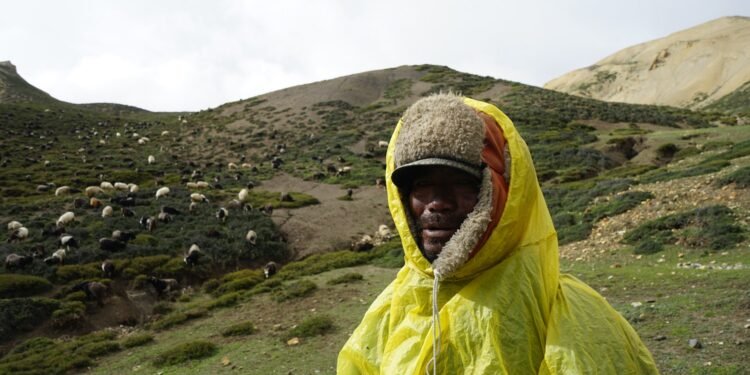 १८ वर्ष च्याङ्ग्रा चराएर बिताएका मेल्चा भन्छन्- ‘मलाई यही भिरपाखा रमाइलो छ’
