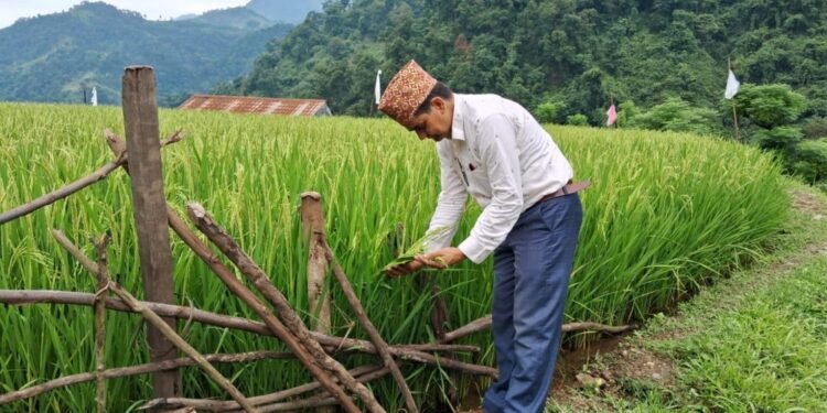 चेपाङ गाउँका खेतमा झुल्यो लहलह धान