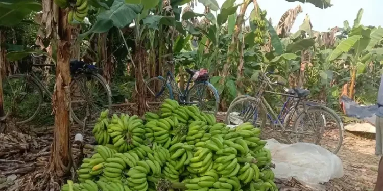 काँचो केरामै विषादीको मात्रा भेटियो