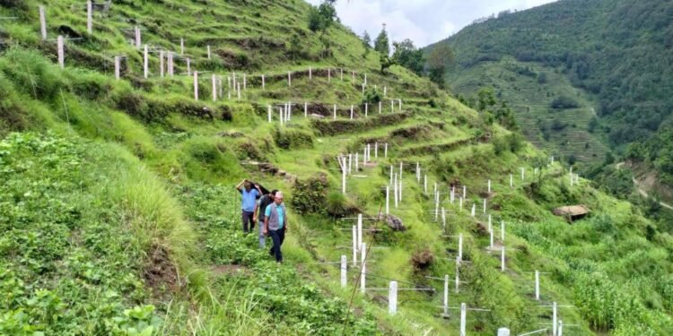 चक्लाबन्दीपछि १,८५० रोपनी बाँझो जग्गा हराभरा