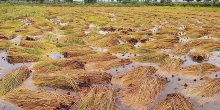 पाकेको धान वर्षा र हुरीले नष्ट गरेपछि किसान चिन्तित